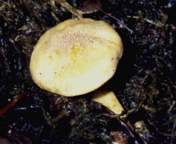 Amethystpfifferling