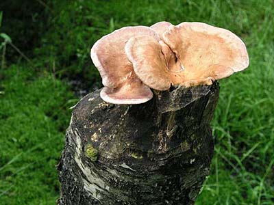 Laubholz-Knäueling / Birkenknäueling