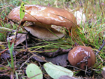 Butterpilz