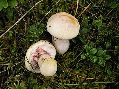 Butterpilz in Albinofarbe