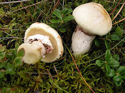 Butterpilz in Albinofarbe