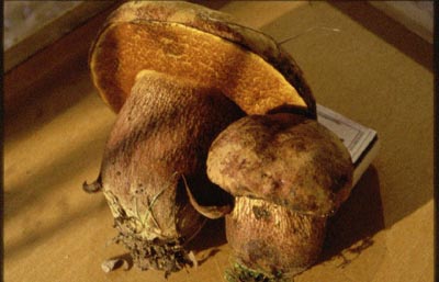 Hexenröhrling