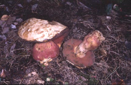 Hexenröhrling