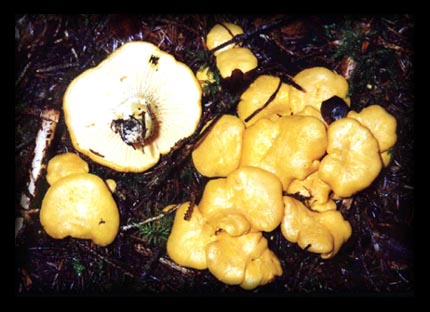Pfifferling