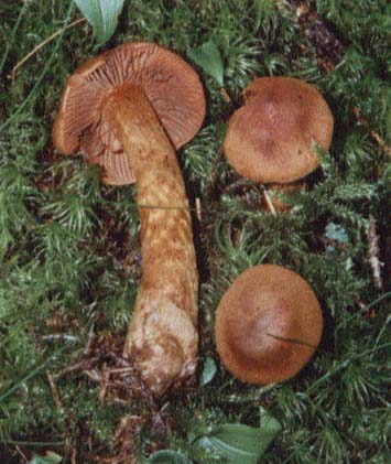 Spitzgebuckelter Rauhkopf