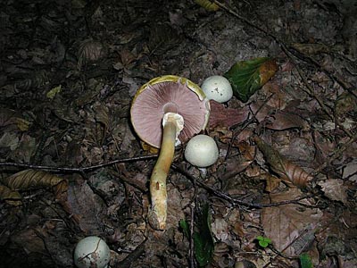 Schiefknolliger Anis-Champignon