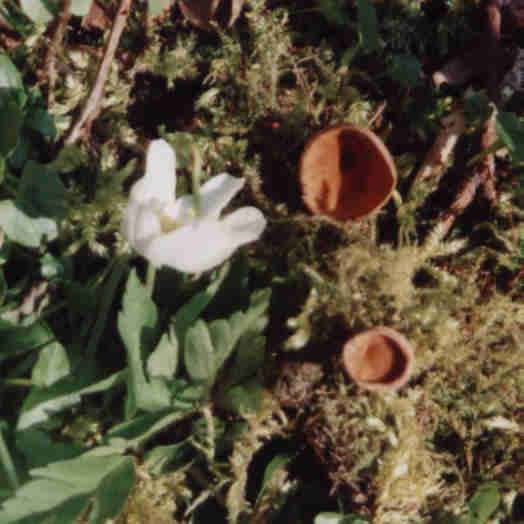 Anemonenbecherling