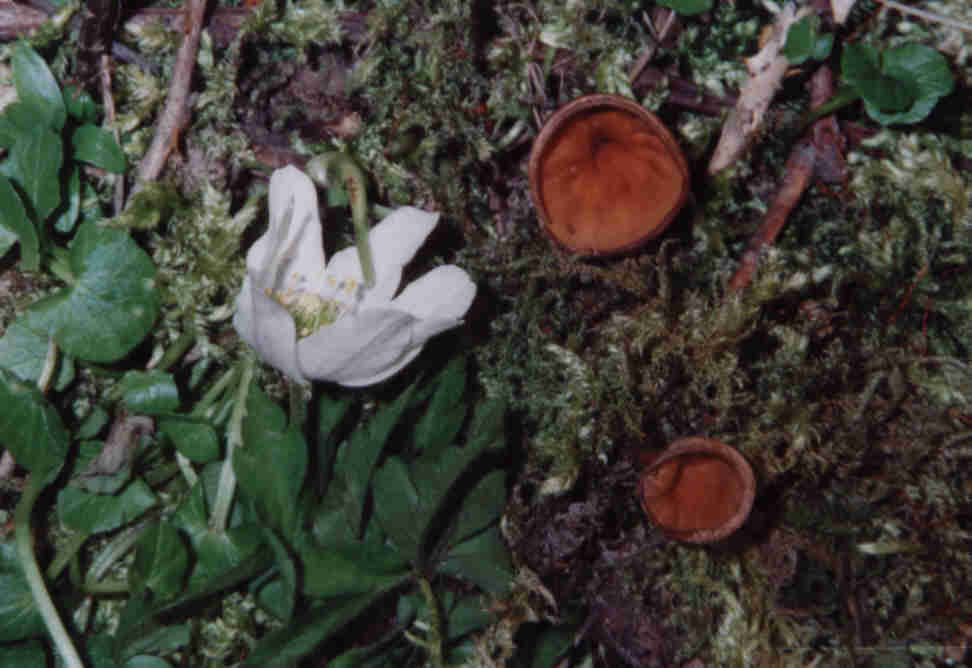 Anemonenbecherling