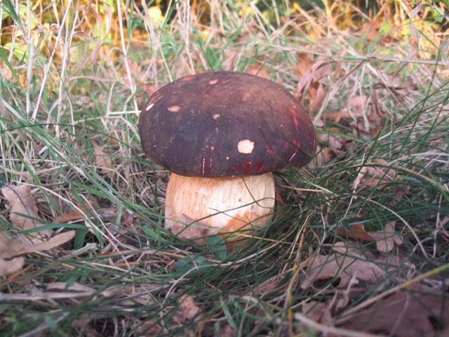 Bronzeröhrling