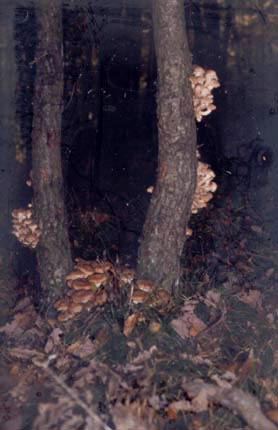 Hallimasch