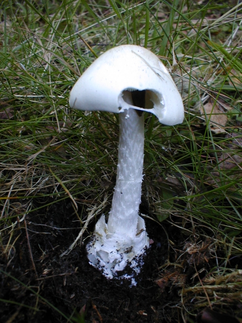 Weißer Knollenblätterpilz
