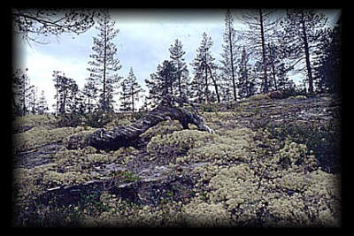 Landschaft mit Rentierflechte