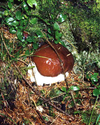 Steinpilz