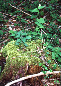 Stubben