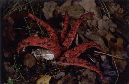Tintenfischpilz