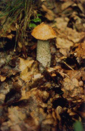Eichen-Rotkappe