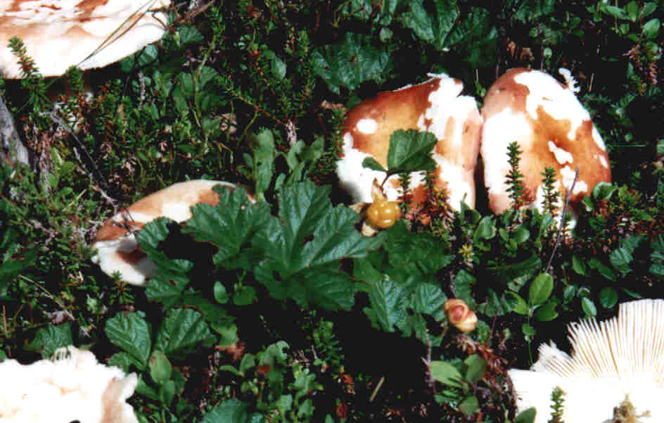 Apfeltubling