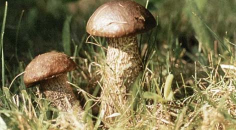 Birkenpilz