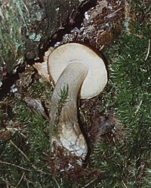 Vielverfärbender Birkenpilz