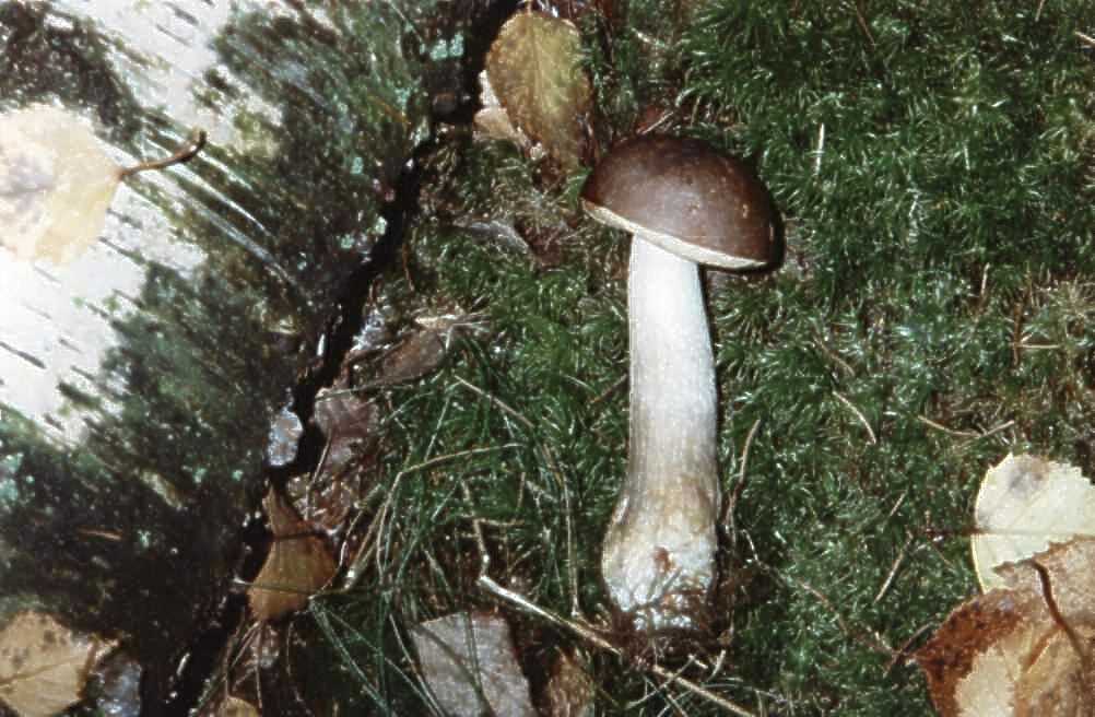Vielverfärbender Birkenpilz