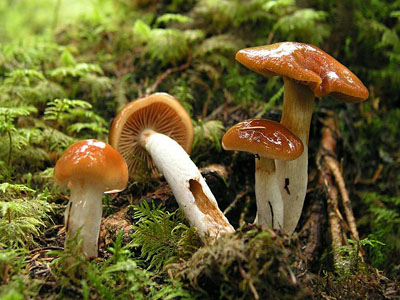 Cortinarius spec.