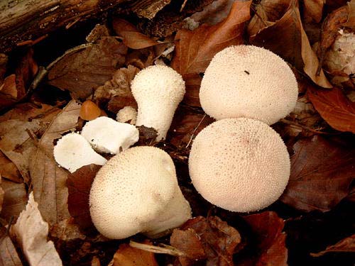 Flaschenbovist