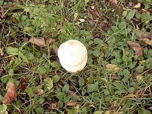 Wiesenstubling