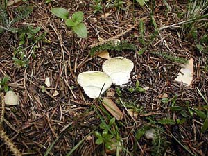 Wiesenstubling