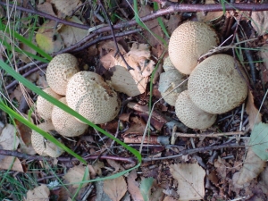Riesenbovist