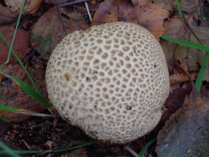Riesenbovist