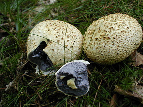 Riesenbovist