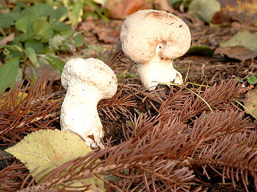 Flaschenbovist