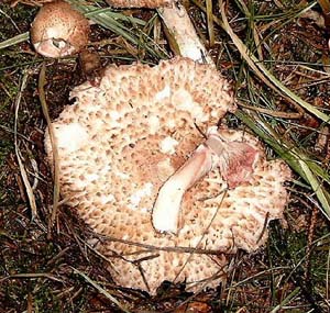 Kleiner Waldchampignon