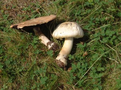 Schaf-Champignon