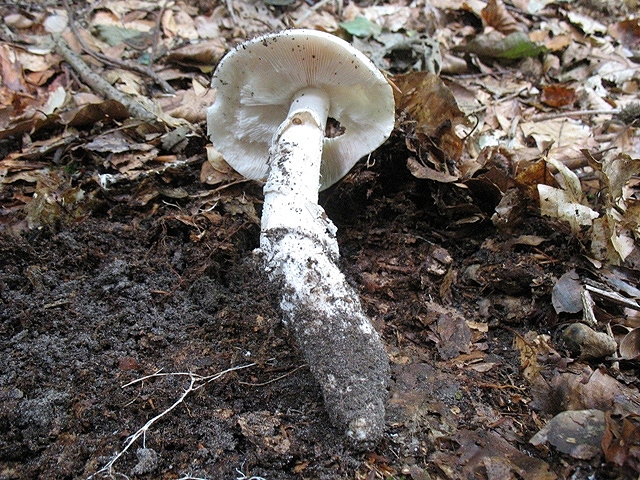 Amethystfarbiger Lacktrichterling