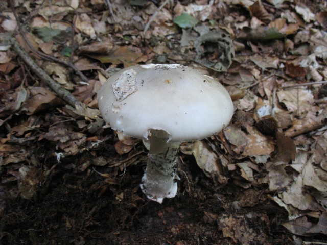 Amethystfarbiger Lacktrichterling