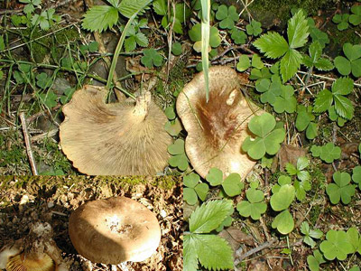 Erlenkrempling