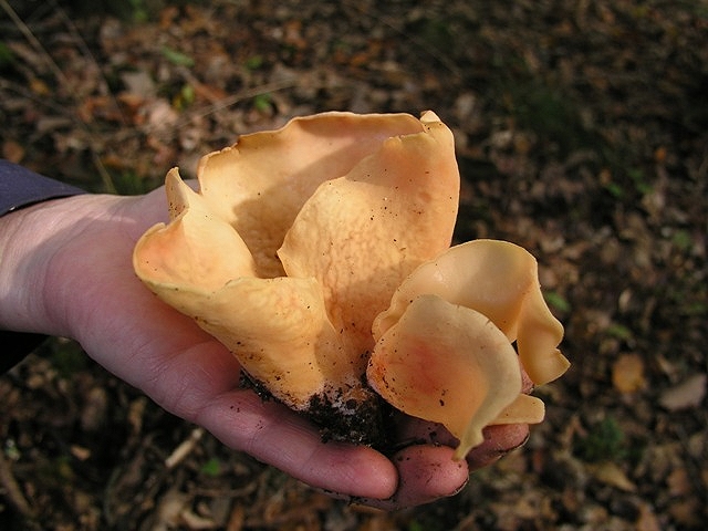 Eselsohr
