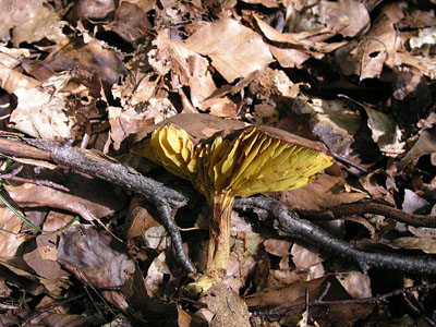 Europäisches Goldblatt