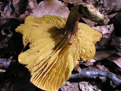 Europäisches Goldblatt