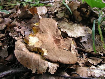Europäisches Goldblatt
