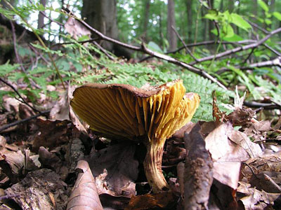 Europäisches Goldblatt
