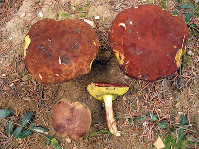 Brauner Filzröhrling