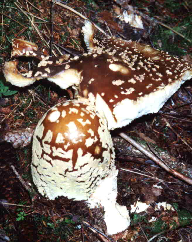 Knigsfliegenpilz