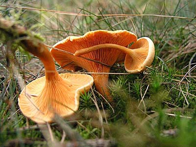 Falscher Pfifferling