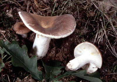 Speisetubling