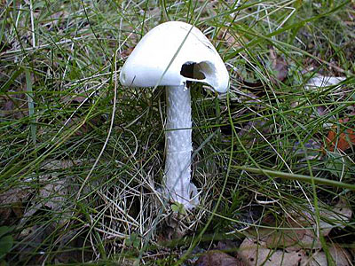Weier Knollenbltterpilz