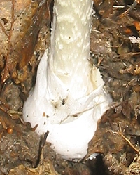 Knollenbltterpilz
