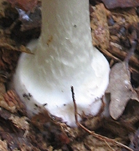 Knollenbltterpilz