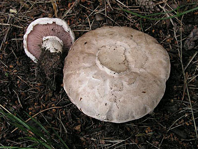 Stadtchampignon